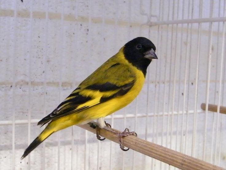 Zwartkopsijs met kooi, Dieren en Toebehoren, Mannelijk