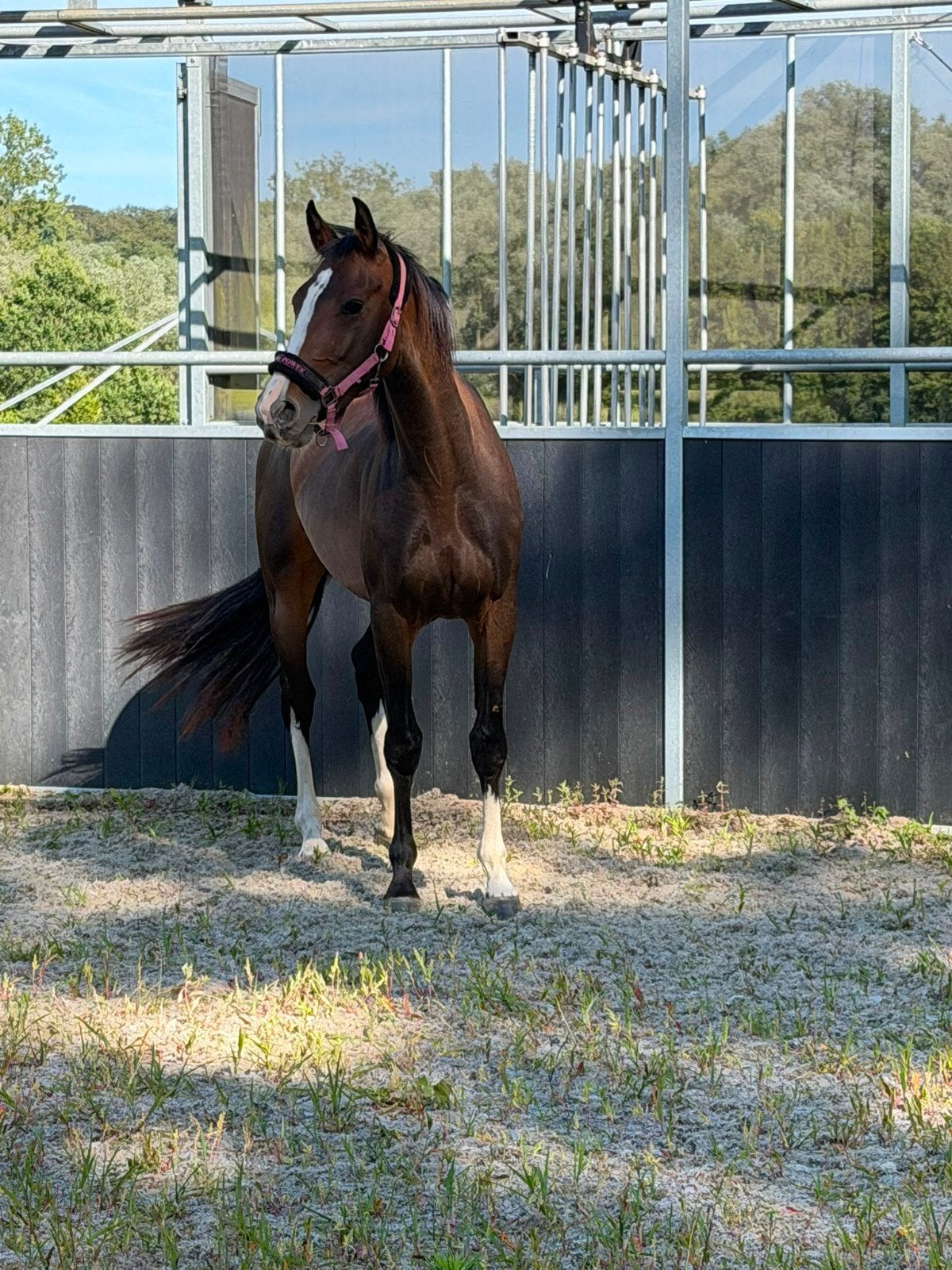 Mooie jonge merrie, Dieren en Toebehoren, Paarden, Merrie, Zadelmak, 160 tot 165 cm, 3 tot 6 jaar, Springpaard, Met stamboom, Gechipt