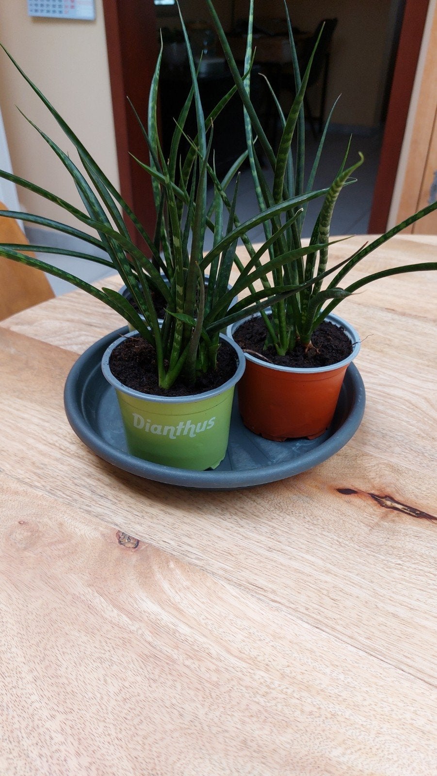Sansevieria Fernwood"mikado ", Plante verte, Enlèvement