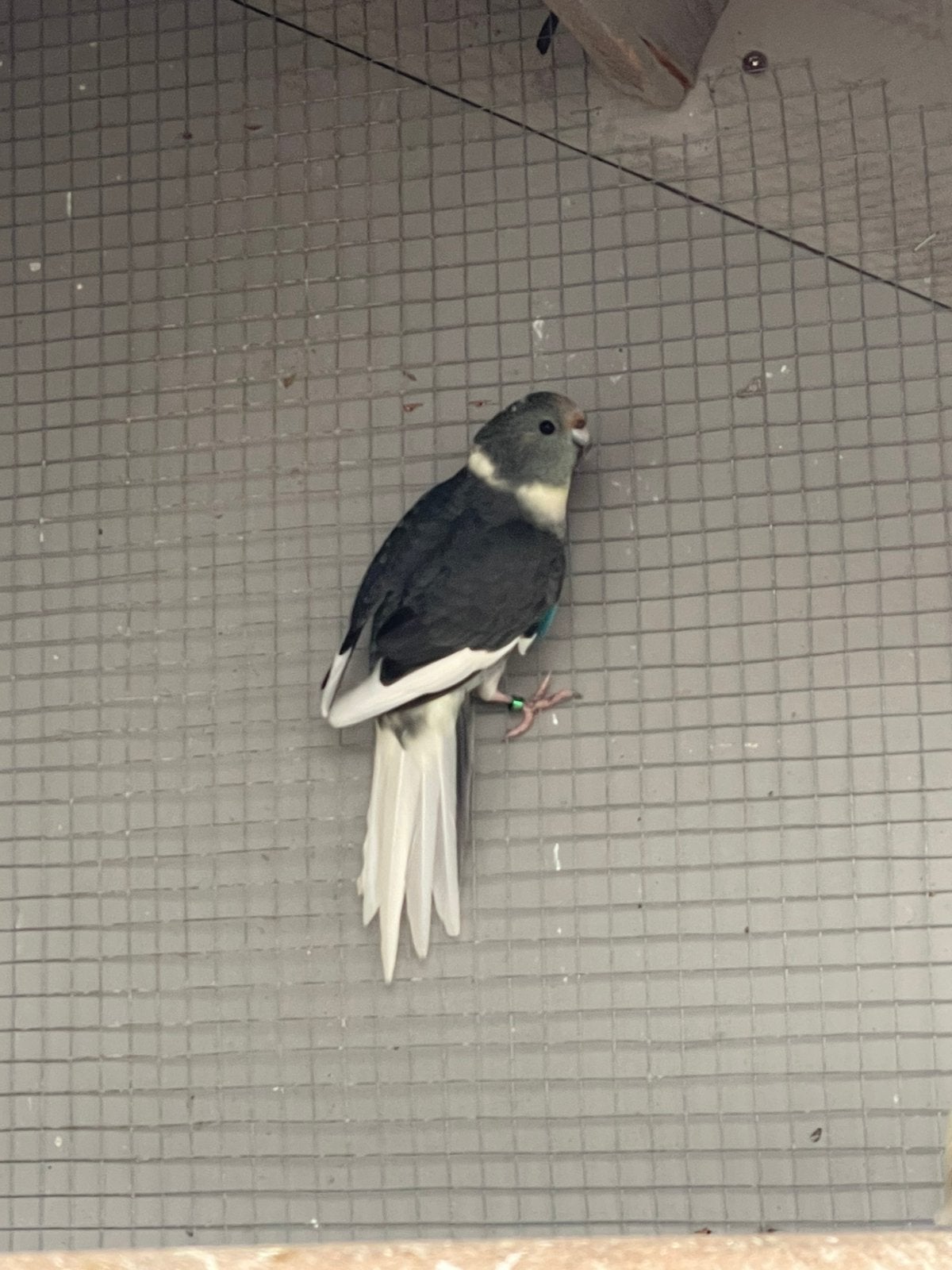 Kakariki, Dieren en Toebehoren, Vogels | Parkieten en Papegaaien