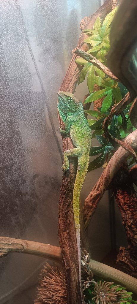 Anolis Garmani, Lézard, 3 à 6 ans