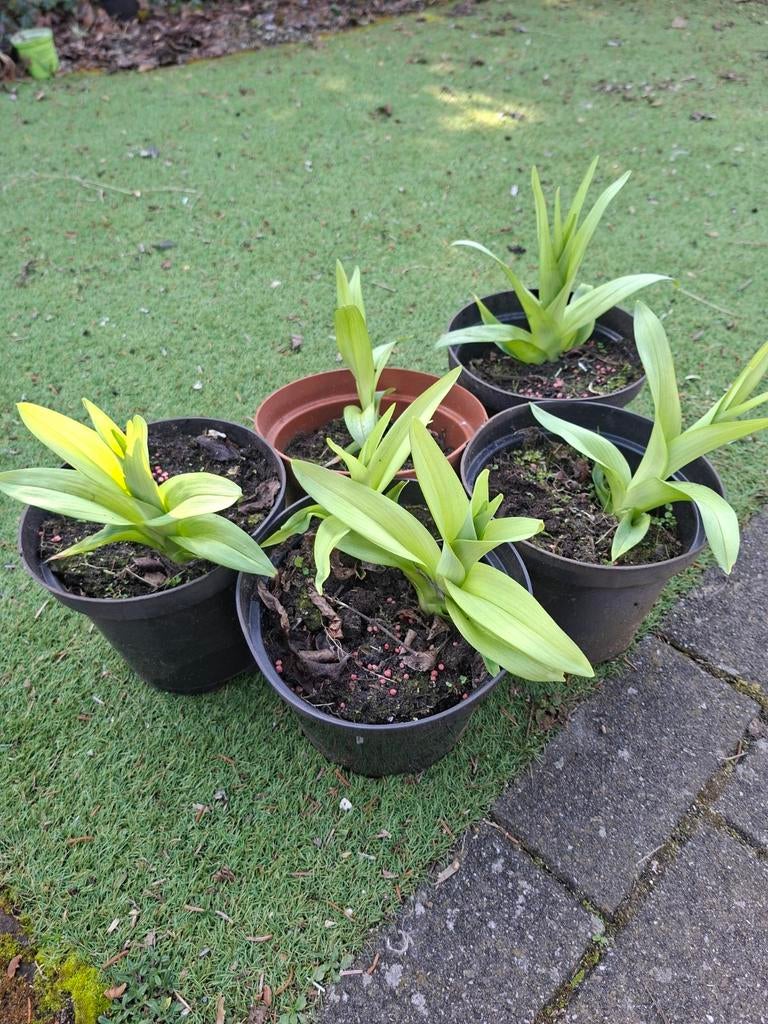 Hemerocallis -eendaglelie, Enlèvement