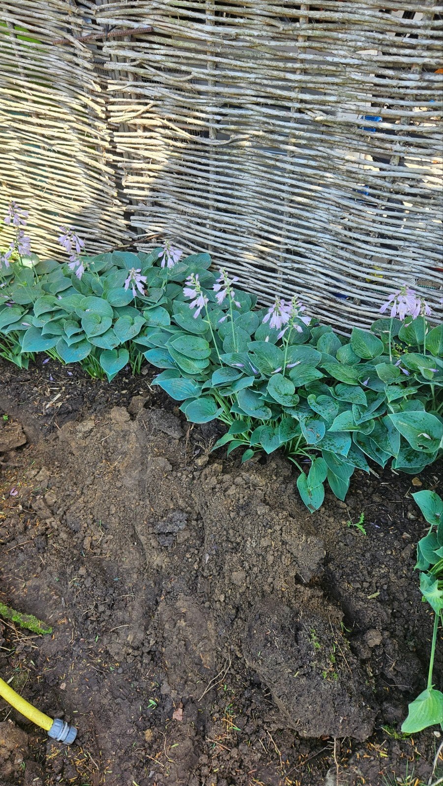 Hosta, Tuin en Terras, Ophalen, Struik