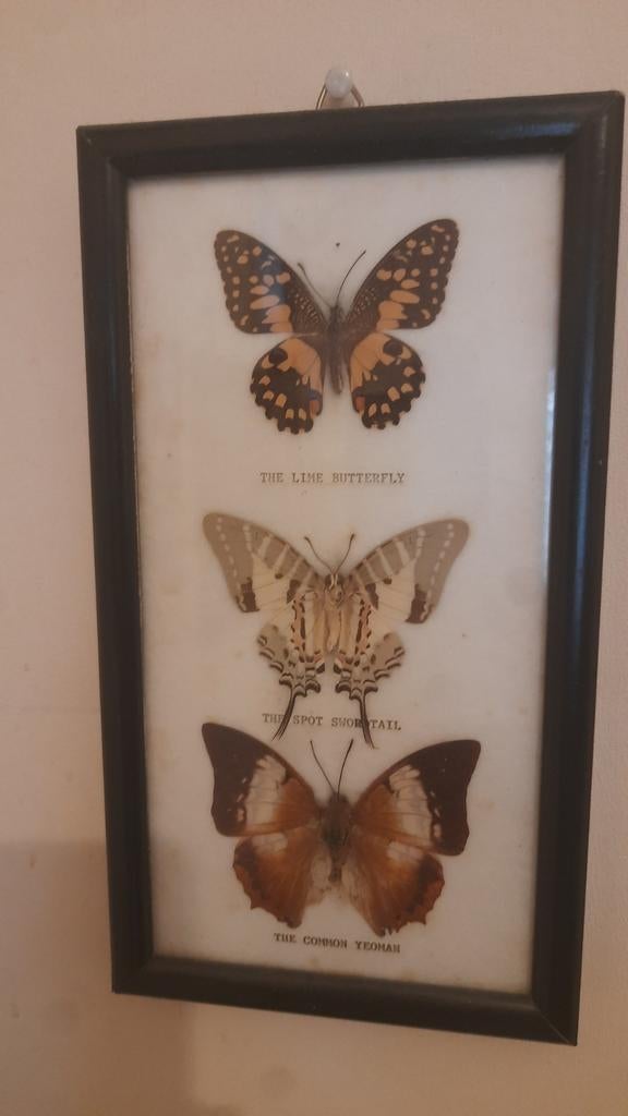 Complete assemblage van vlindertaxidermie, Ophalen of Verzenden