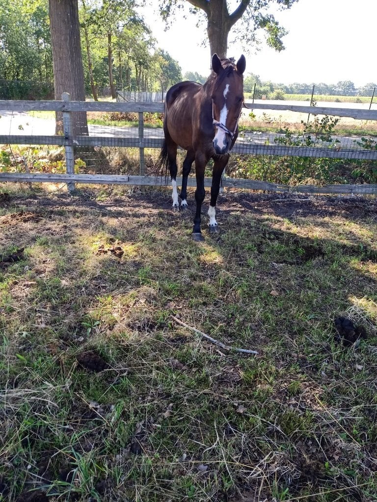 Te koop 2 recreatie paarden, 11 ans ou plus, Avec puce électronique, 160 à 165 cm, Ne s'applique pas