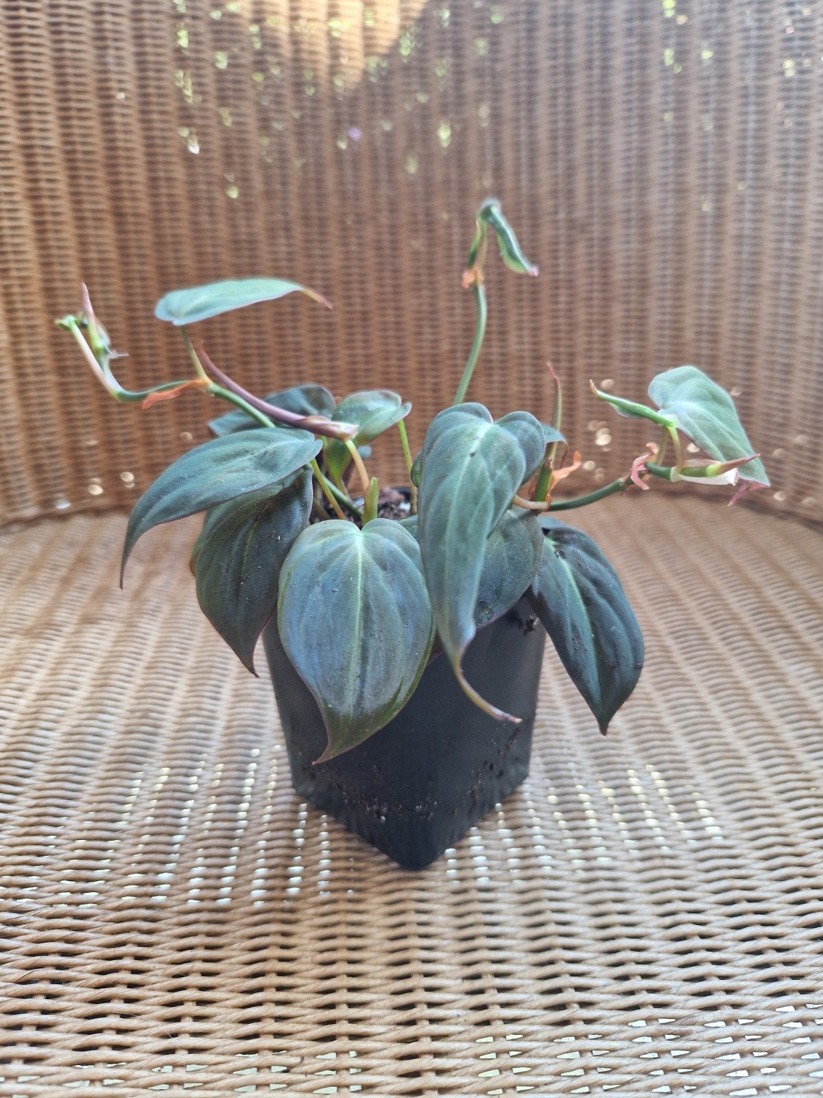 philodendron micans, Ophalen of Verzenden