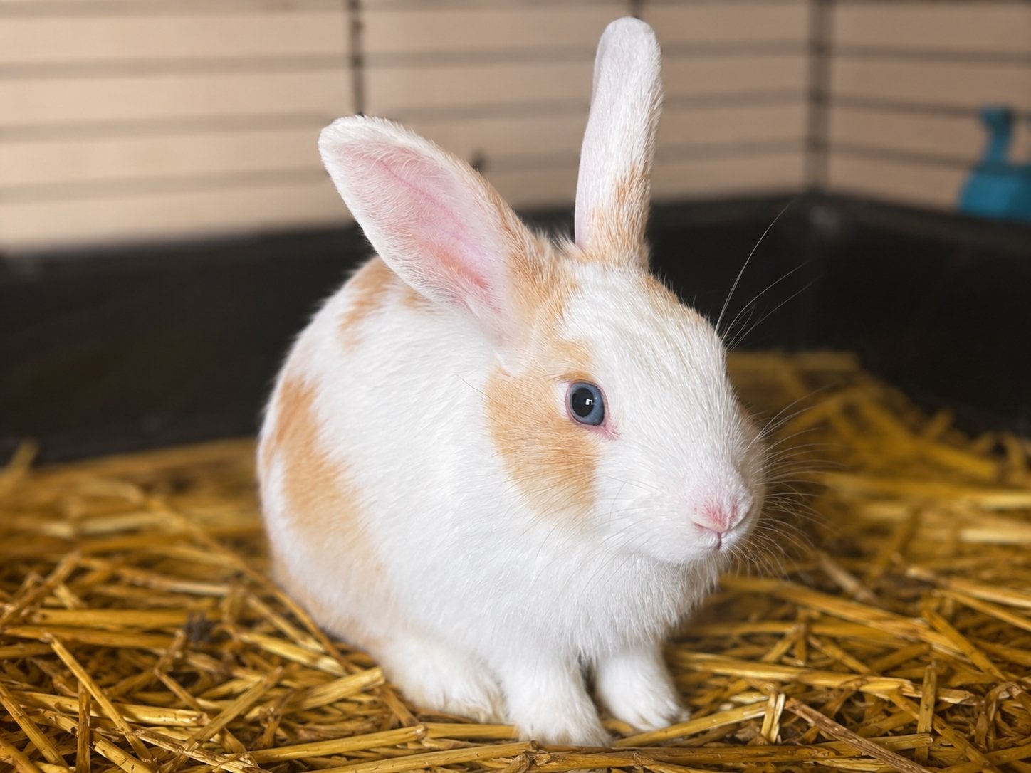 Lieve mooie voedster (konijntje van 5 maand oud) te koop, Dieren en Toebehoren, Konijnen, Vrouwelijk, Middelgroot, 0 tot 2 jaar