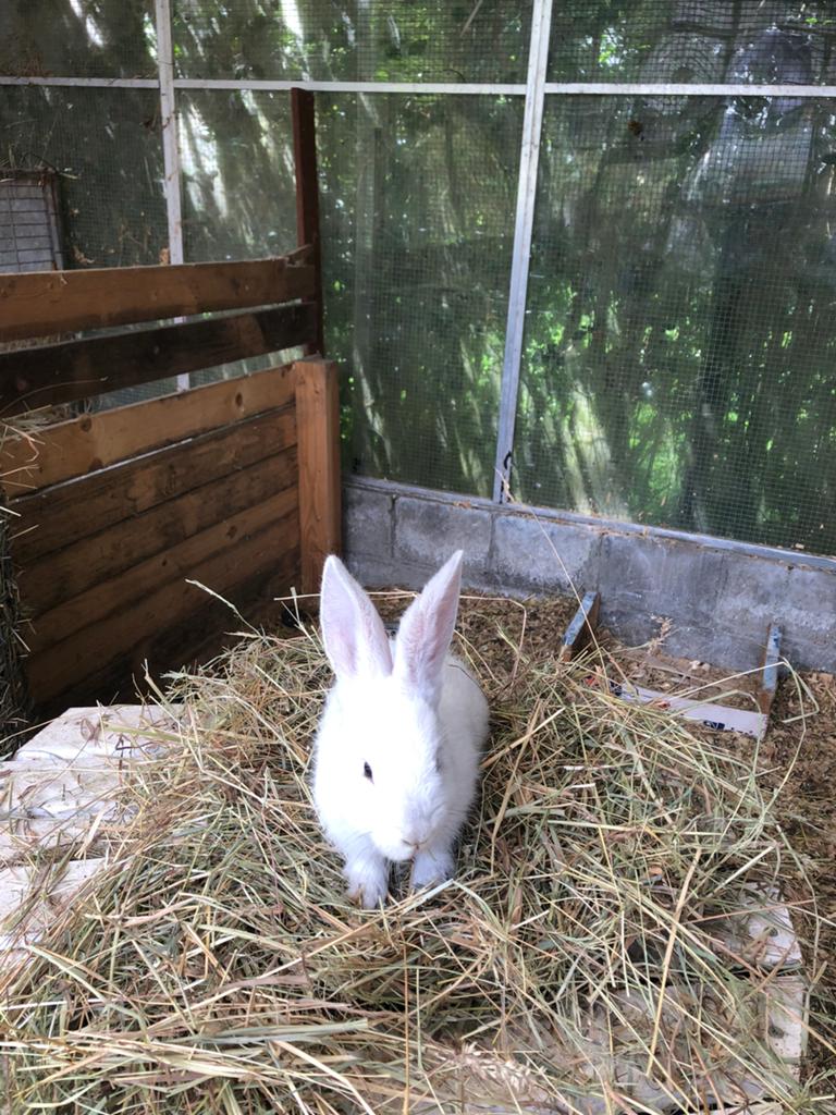 Vlaamse reus, Dieren en Toebehoren, Konijnen