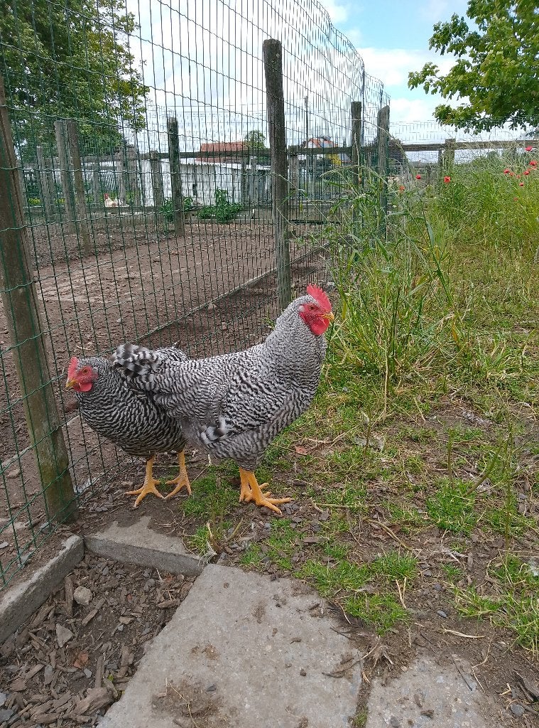 Jonge hen en haan Amrock, Dieren en Toebehoren, Pluimvee