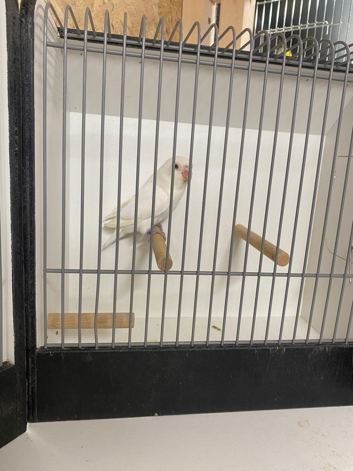 Fisherie albino, Animaux & Accessoires, Oiseaux | Perruches & Perroquets, Sexe inconnu, Perroquet nain ou Inséparable