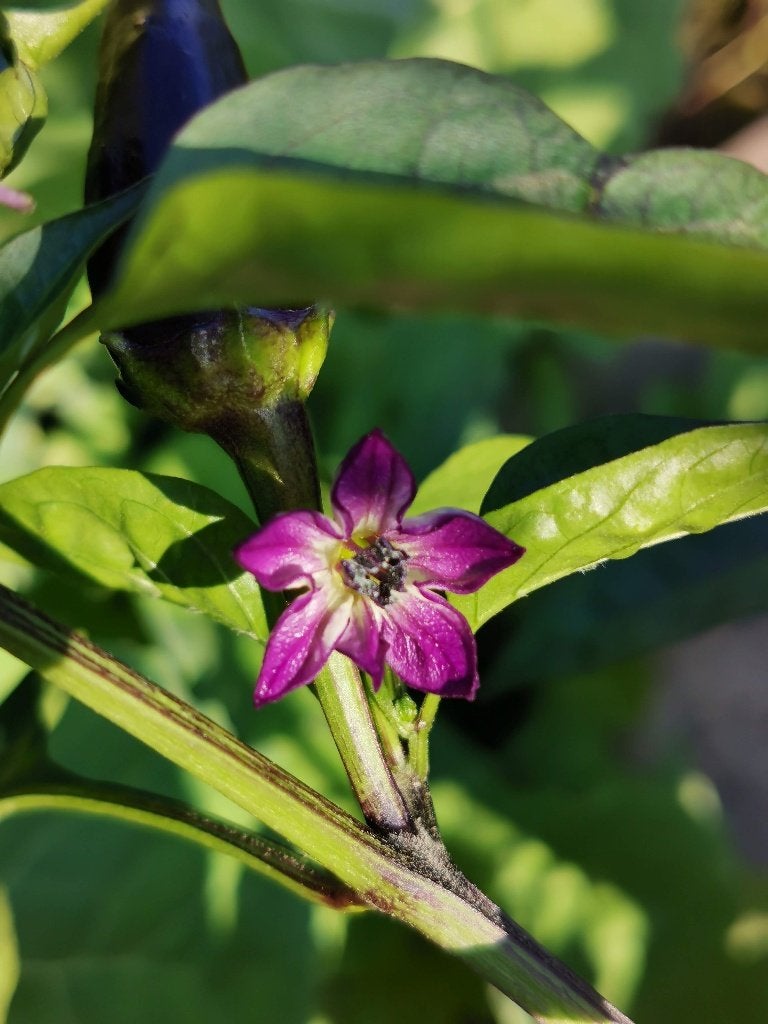 paprika zaden zwarte puntpaprika - 5 zaden, Tuin en Terras, Verzenden, Voorjaar, Zaad