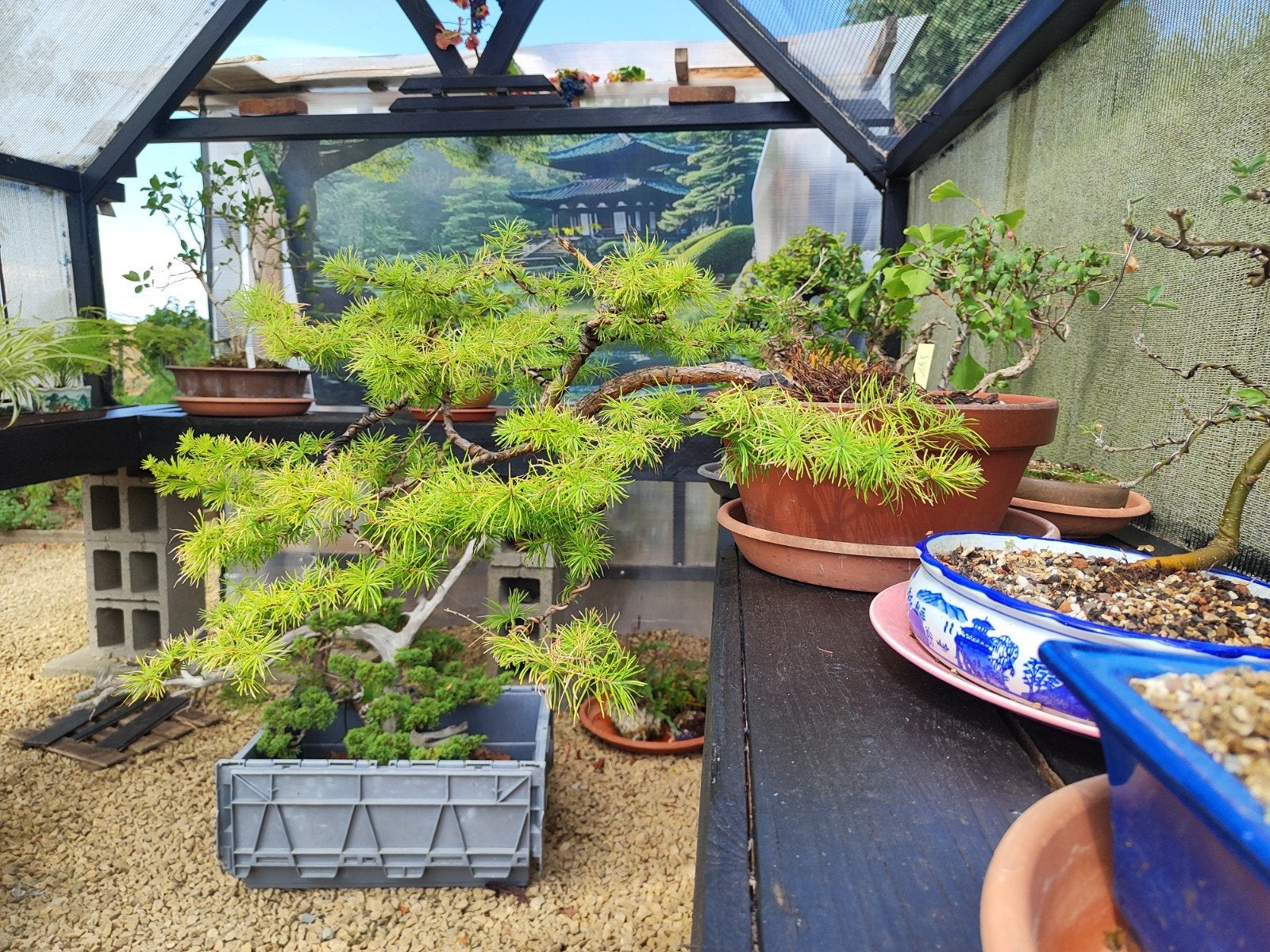 Belle plante de départ : bonsaï, mélèze, Enlèvement, Été, Plante fixe, Autres espèces