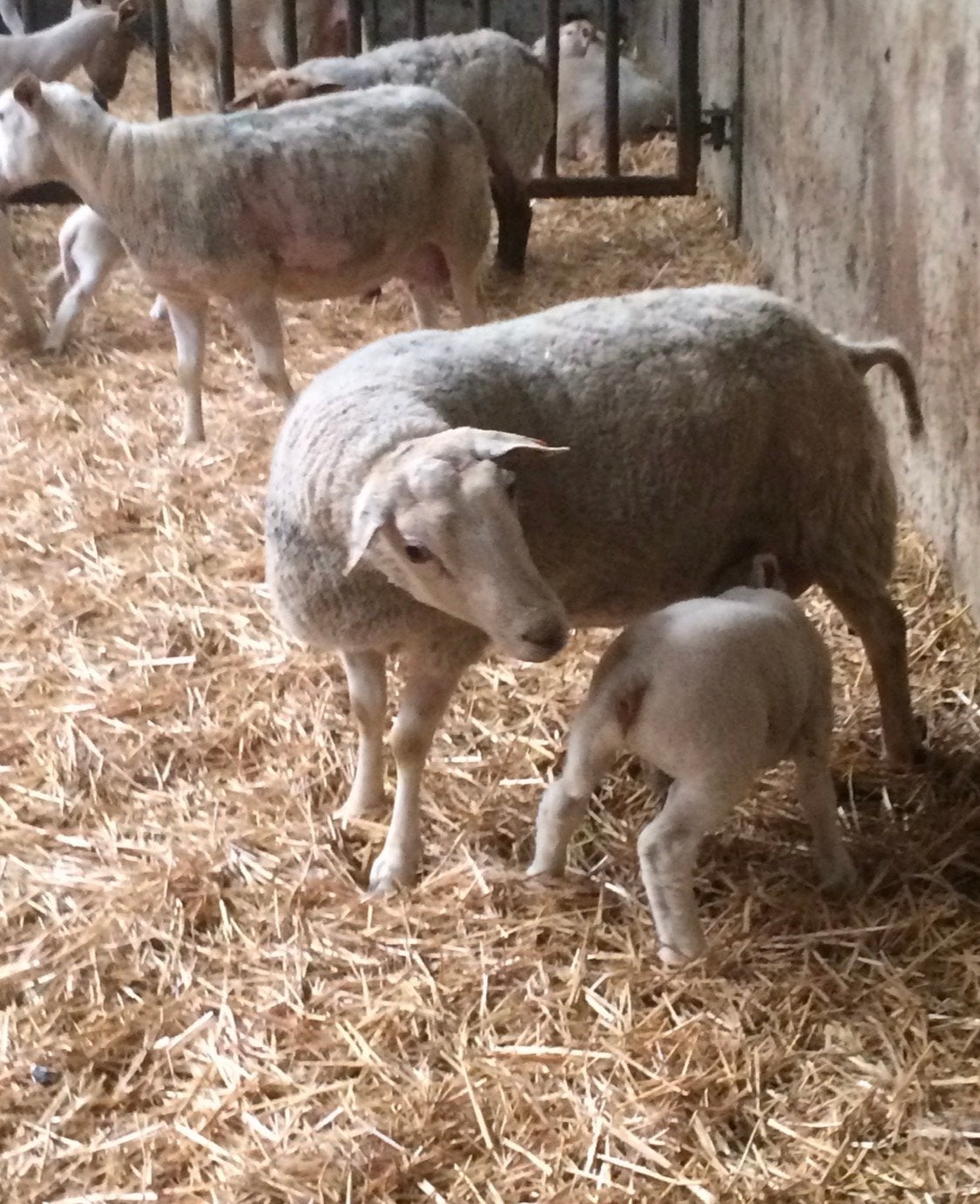Aankoop van schapen, Dieren en Toebehoren