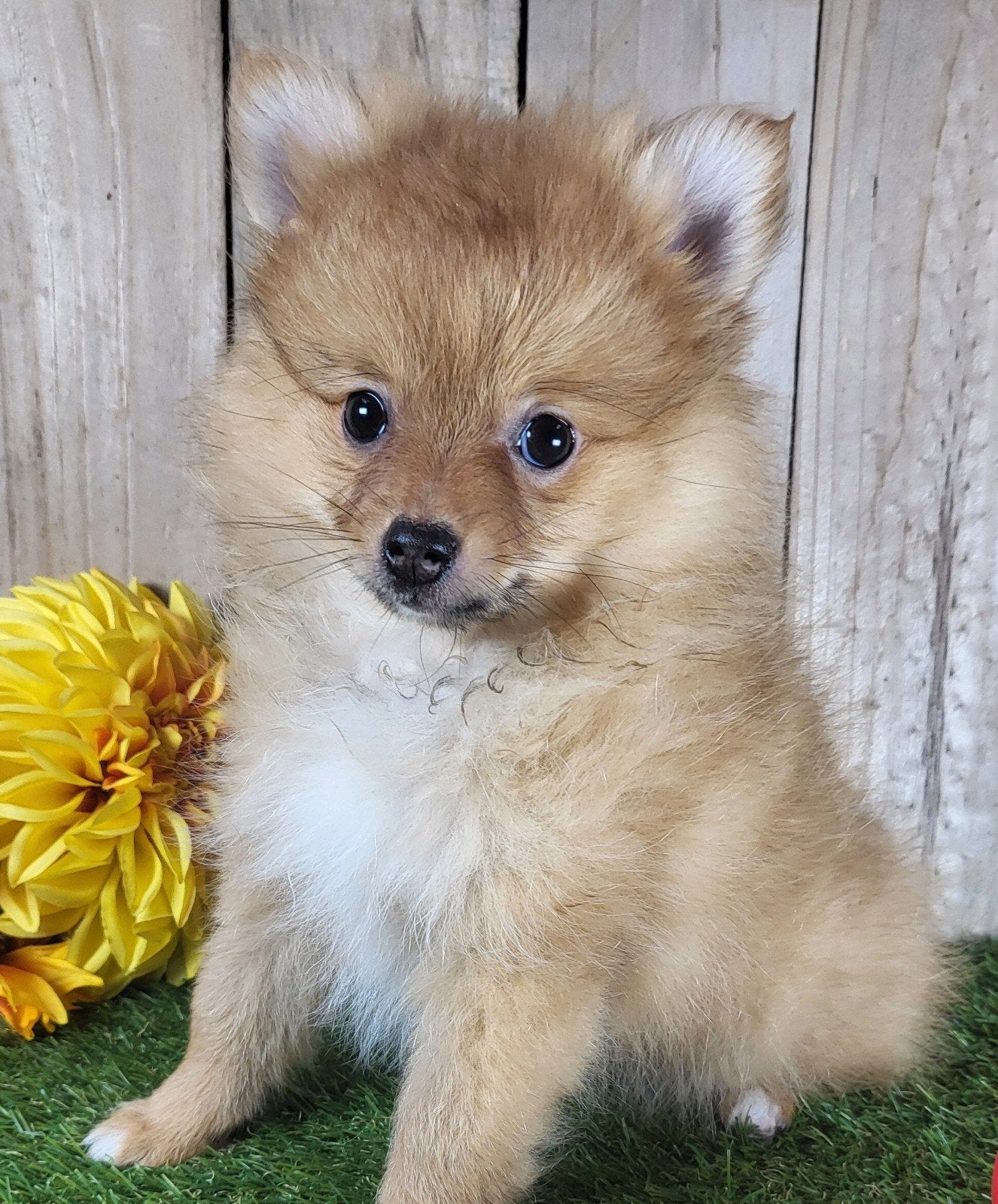 Chiot de Poméranie/Chiot pygmée/petit loulou/Chiot à pompon, Maladie de Carré (chiens), Belgique, Un chien, Chienne