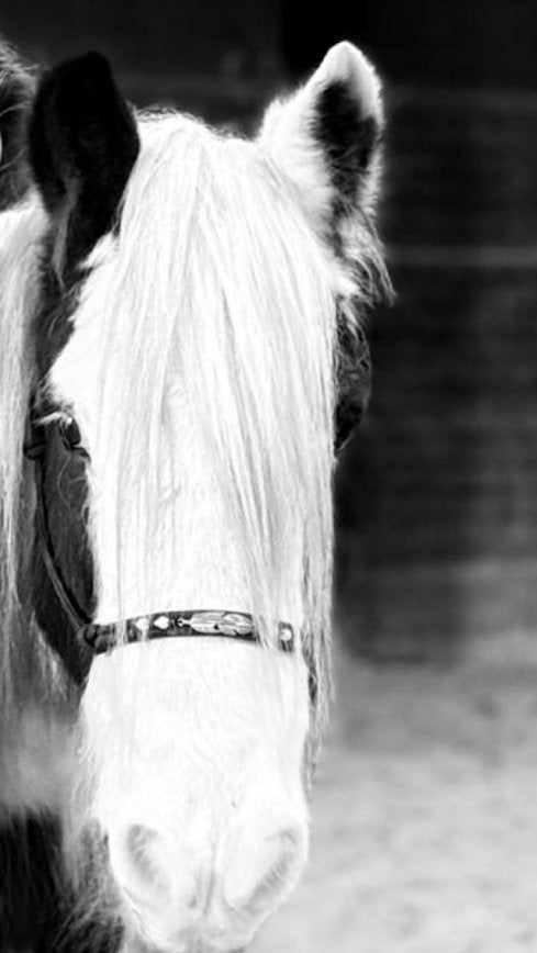 licol éthologique noir + longe noire, Animaux & Accessoires, Noir, Enlèvement, Utilisé, Cob