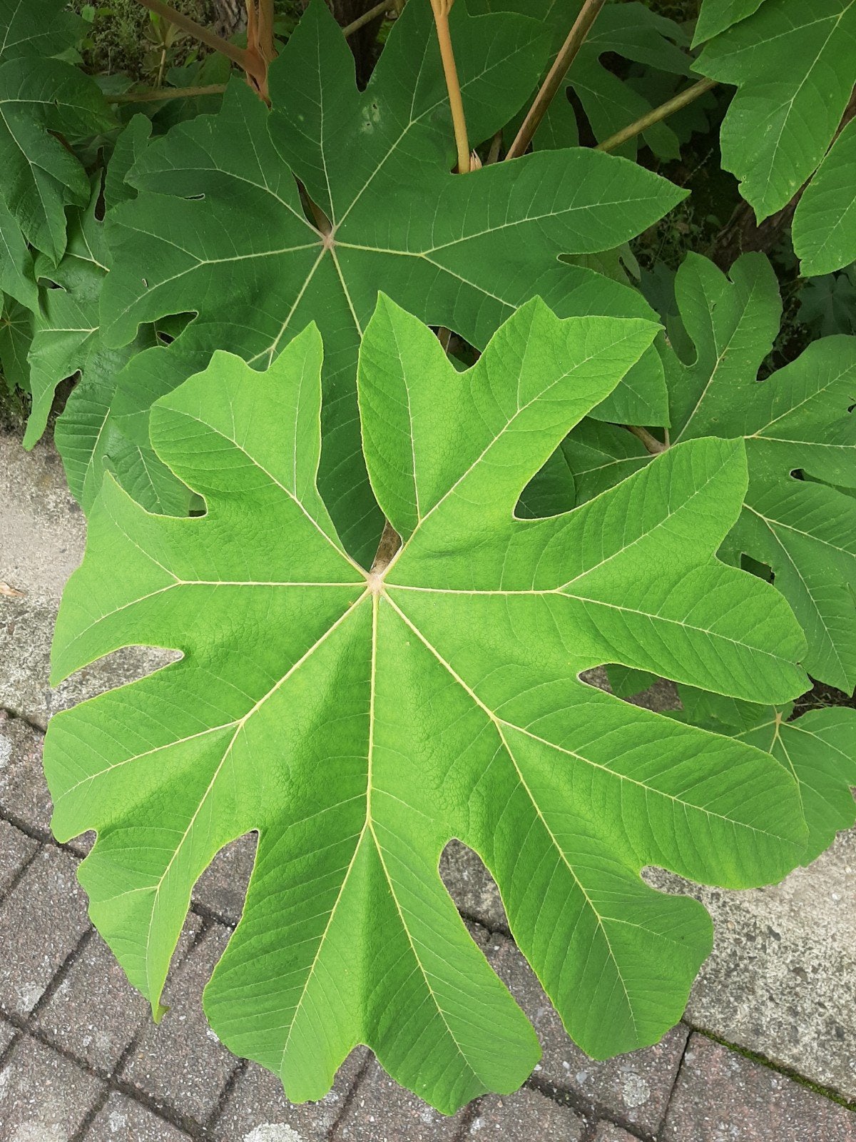 plante de riz tropicale, Enlèvement