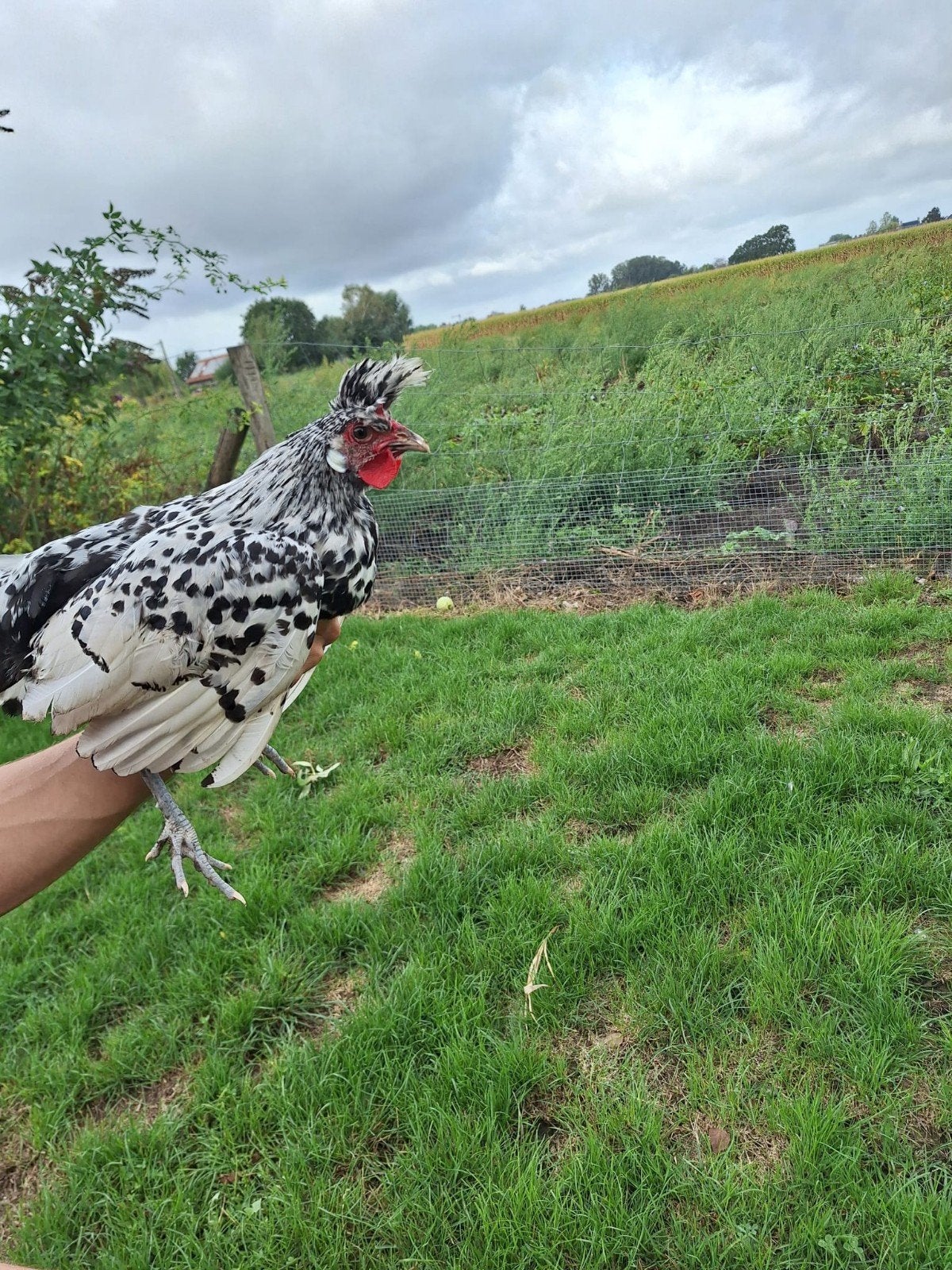 appenzeller spitskuif hanen te koop