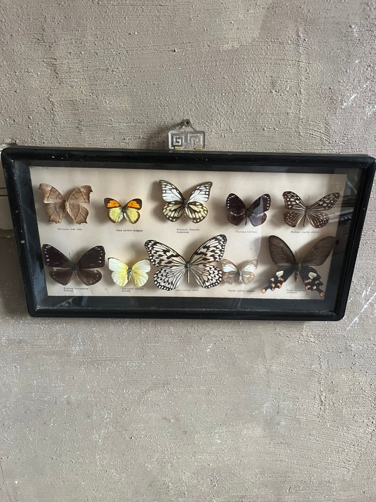 Tableau d’entomologie sous verre – Cadre d'entomologiste, Maison & Meubles, Enlèvement ou Envoi, Comme neuf, Rectangulaire, Verre