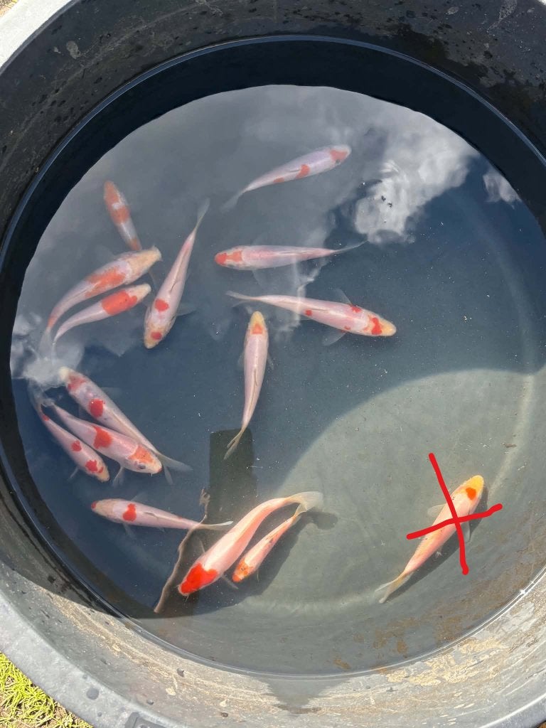 Laatste kans! Kohaku, Tancho & Tancho Kohaku (14 koi), Karper of Koi