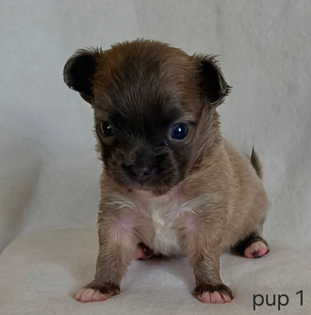 Chihuahua pup (reutje), Parvo, België, Particulier, Reu