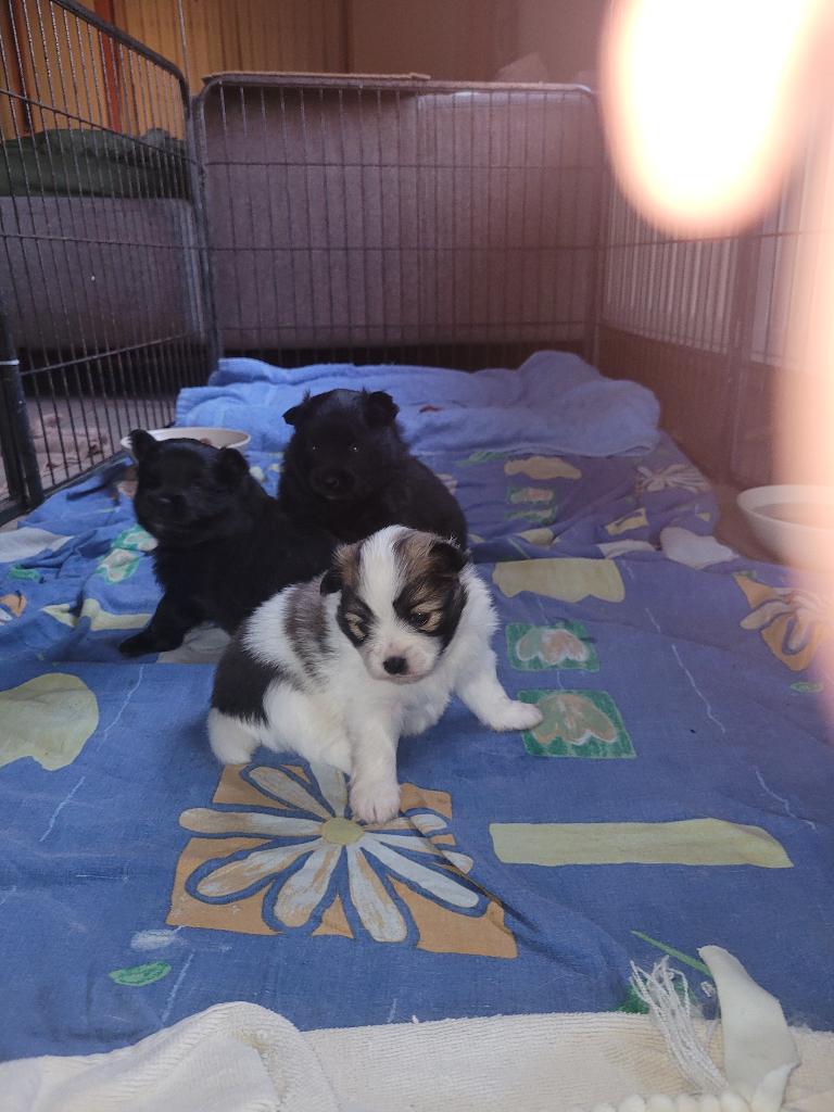 Loulou/Spitz Allemand, Animaux & Accessoires, Chiens | Huskys, Loulous & Types primitifs, Plusieurs animaux, Loulou, Particulier