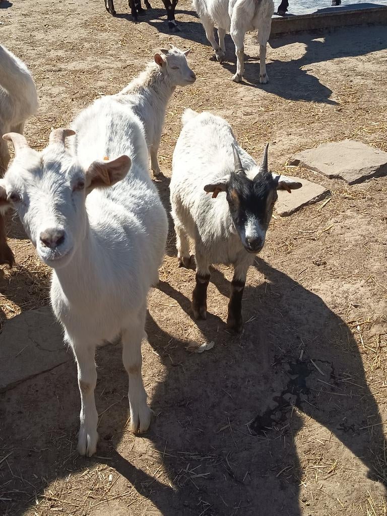 Dwerg geitjes, Dieren en Toebehoren