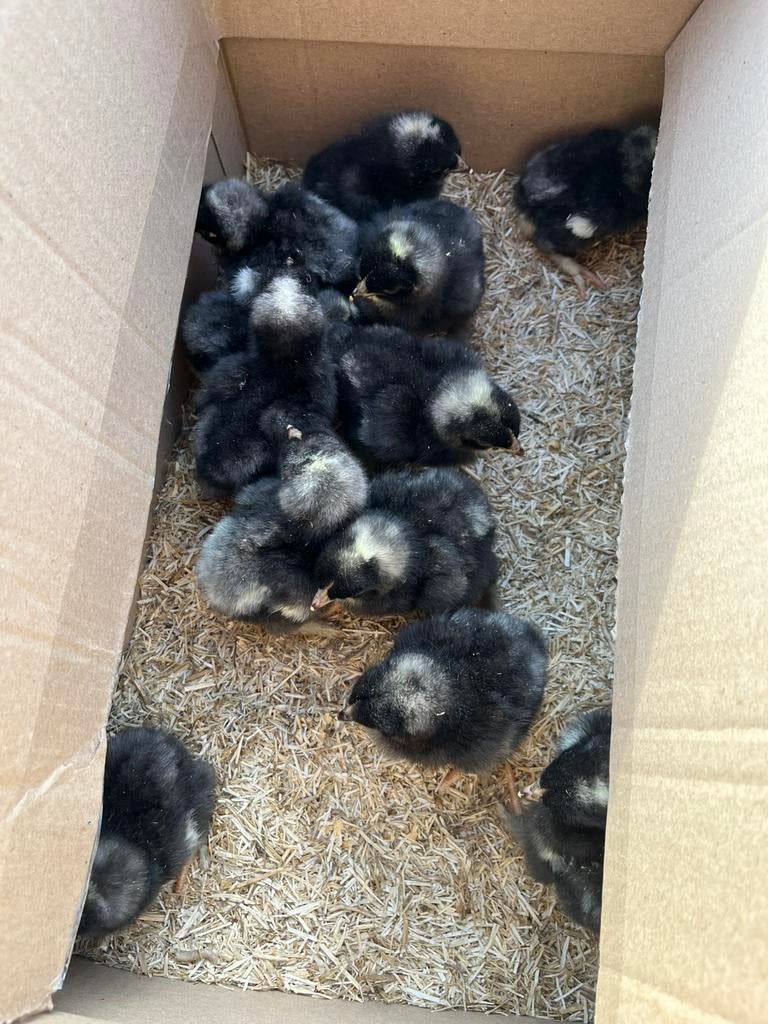 Lot 10 kuikens mechelse koekoek haantjes, Dieren en Toebehoren, Pluimvee