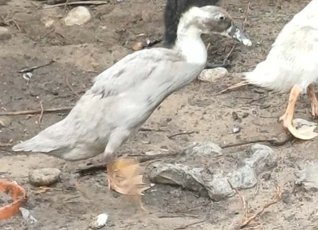 Indisch loopeend koppenl, Plusieurs animaux, Canard