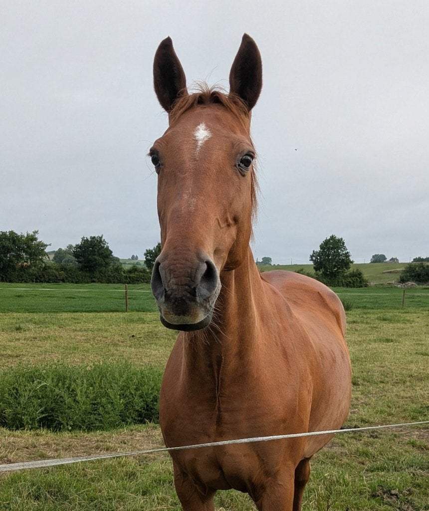 Braaf recreatiepaard: Honey Hof ter Zeedycke, Animaux & Accessoires, Chevaux, 11 ans ou plus, Avec pedigree, 160 à 165 cm, Ne s'applique pas
