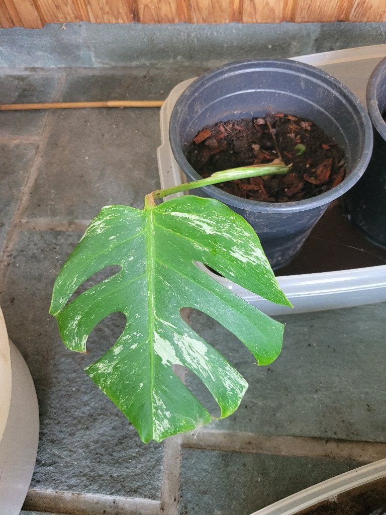 Monstera bonte albo-plant, Huis en Inrichting, Kamerplanten, Ophalen, Halfschaduw, In pot, Minder dan 100 cm