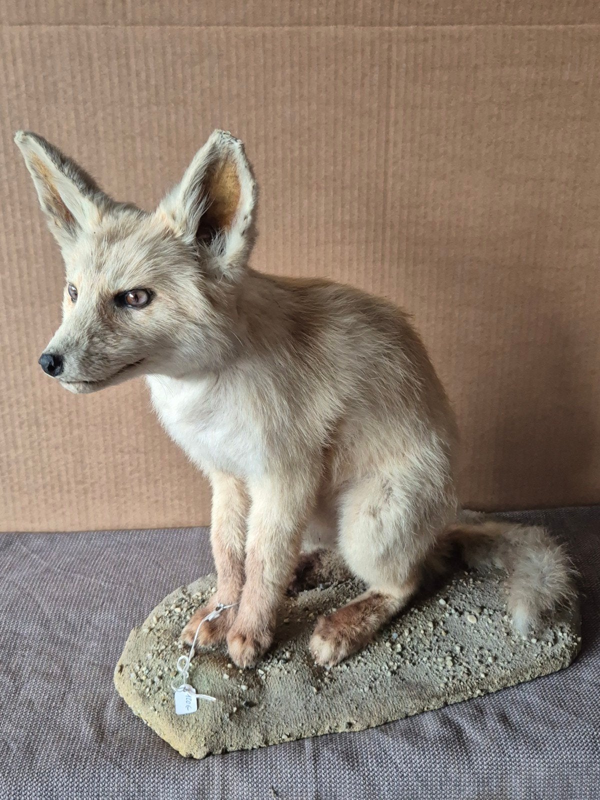Taxidermie vos,  opgezet vossenjong., Ophalen of Verzenden