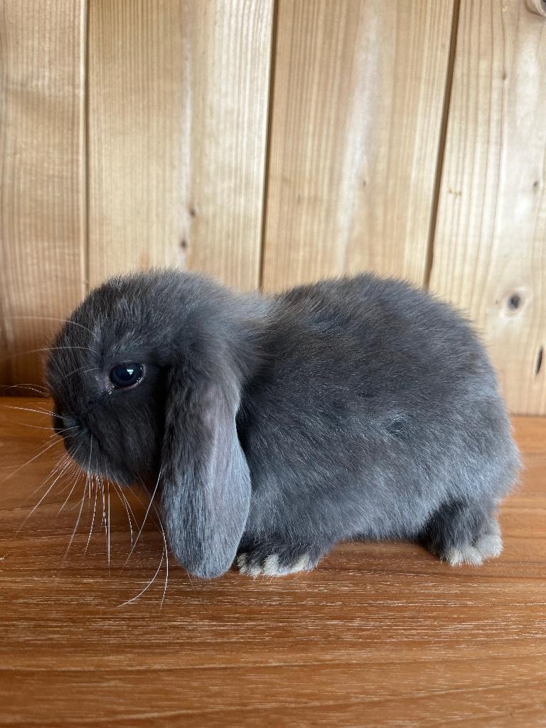 Jonge Nederlandse Hangoor Mannetje, Dieren en Toebehoren, Konijnen, Mannelijk, Middelgroot, Hangoor, 0 tot 2 jaar
