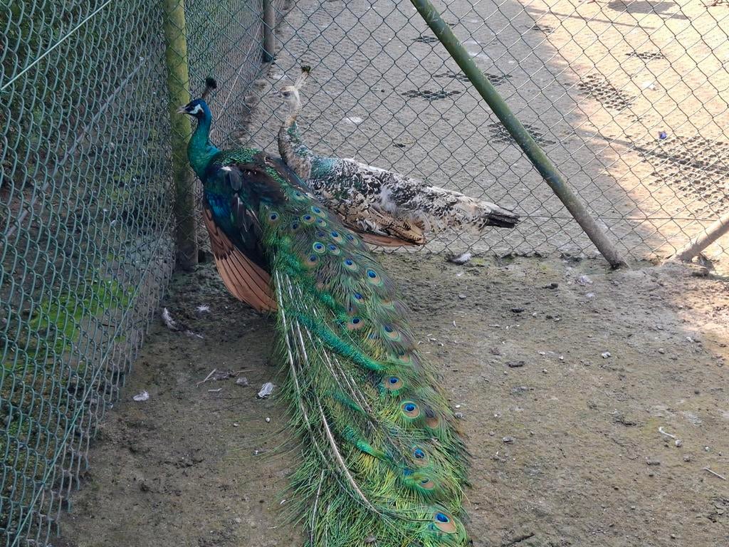 Koppel spalding / zwartvleugel pauwen volwassen, Dieren en Toebehoren, Pluimvee, Overige soorten, Meerdere dieren