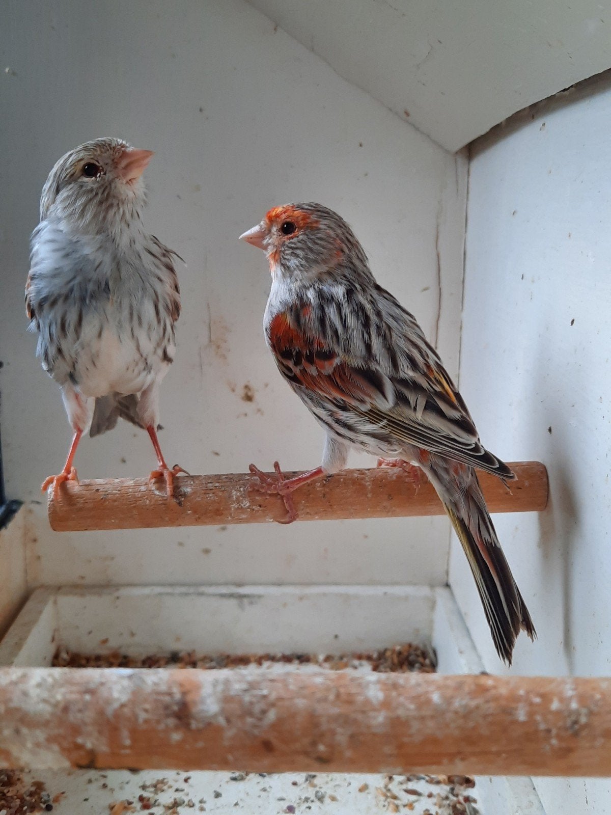 Kanaries, Dieren en Toebehoren, Vogels | Kanaries, Meerdere dieren, Kleurkanarie