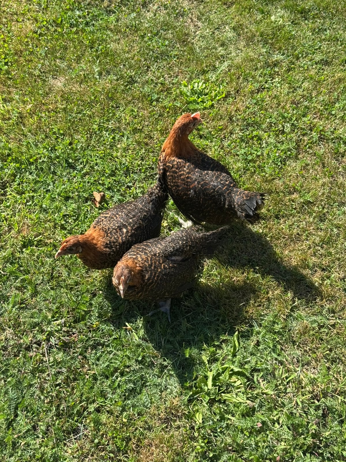 Trio brakel kuikens ( goudbrakel), Dieren en Toebehoren