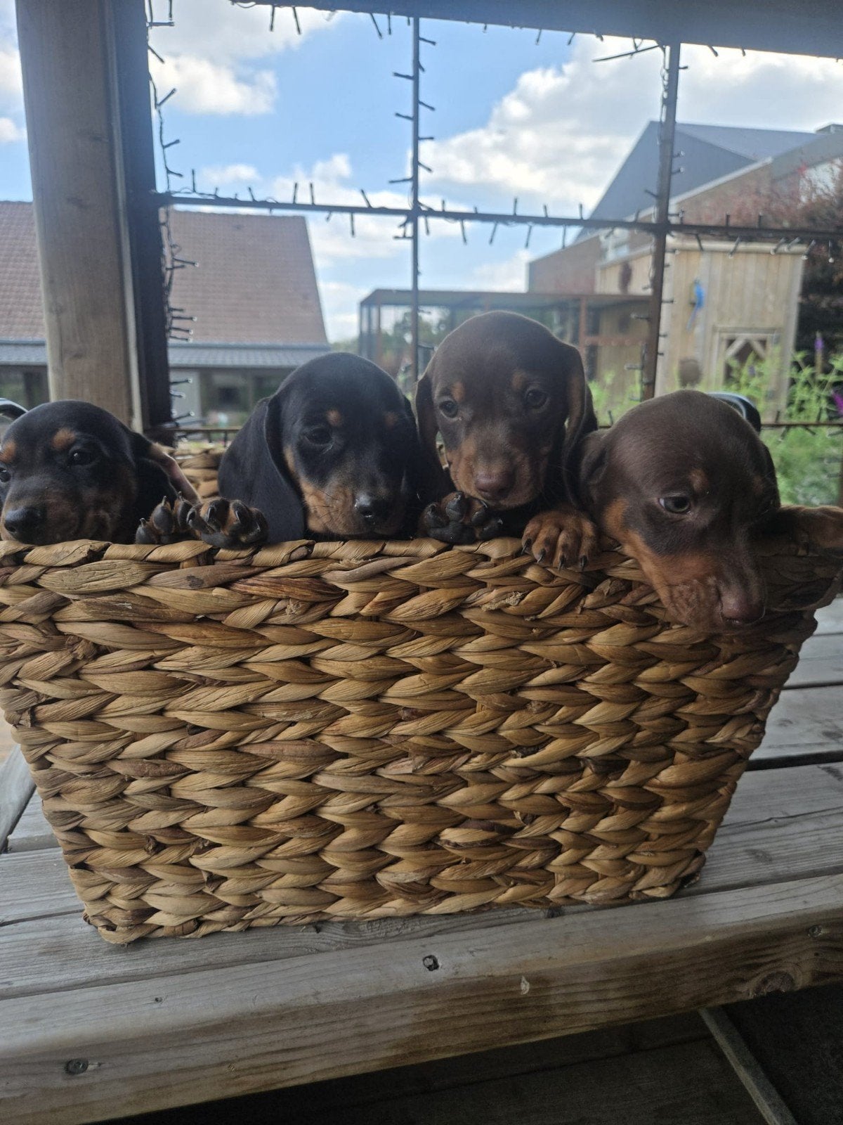Teckel pups, Dieren en Toebehoren, Honden | Teckels en Dashonden, Meerdere dieren, Korthaar, Dwerg, Particulier, Meerdere, België