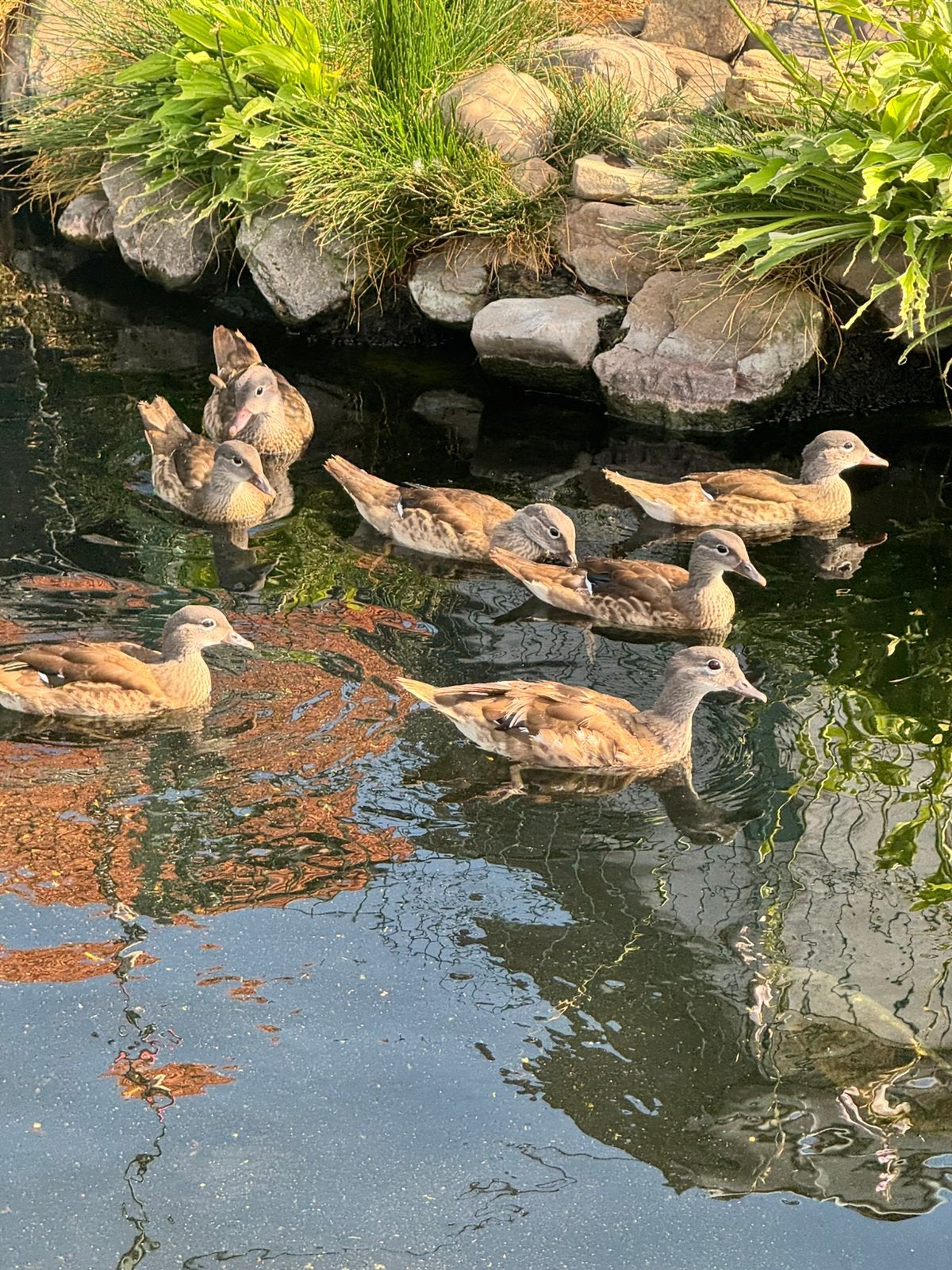 Jonge mandarijneenden te koop, Dieren en Toebehoren, Pluimvee, Meerdere dieren, Eend