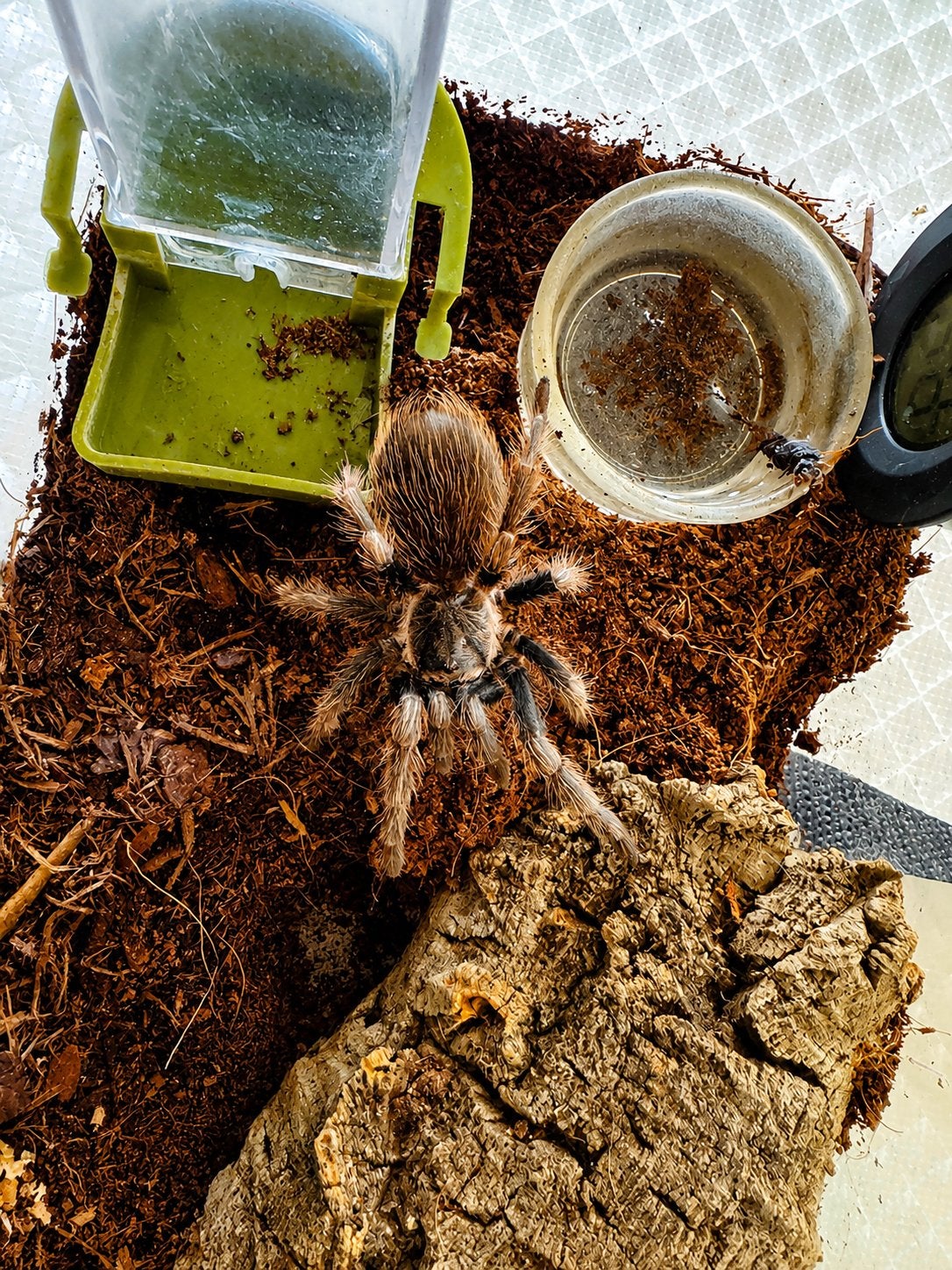 Lasiodorides polycuspulatus (Peruvian Giant Blonde), Spin of Schorpioen