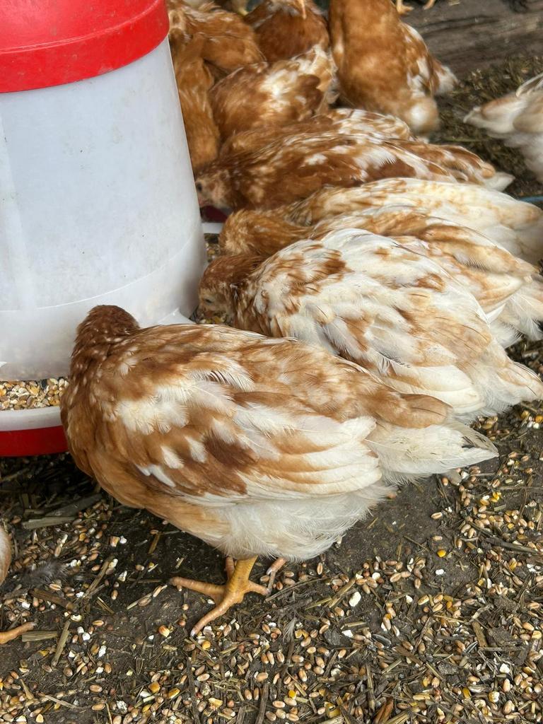 Kuikens – 100% leghennen te koop isabrown, Dieren en Toebehoren