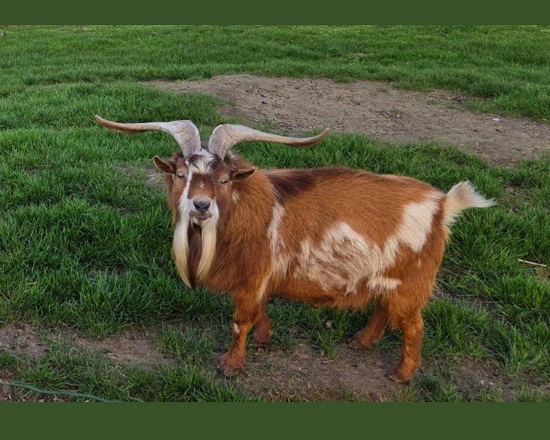 abrikoos camel dwerggeitbok dekbok, Mâle, Chèvre, 3 à 5 ans