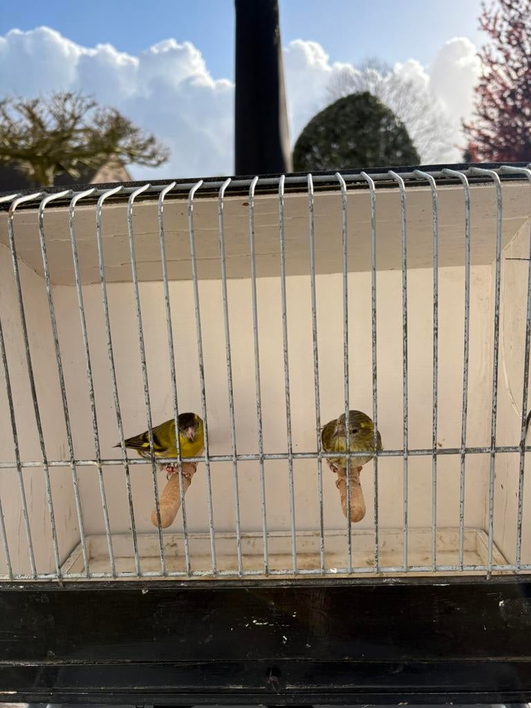 Sijs, Dieren en Toebehoren, Vogels | Overige Vogels, Geringd