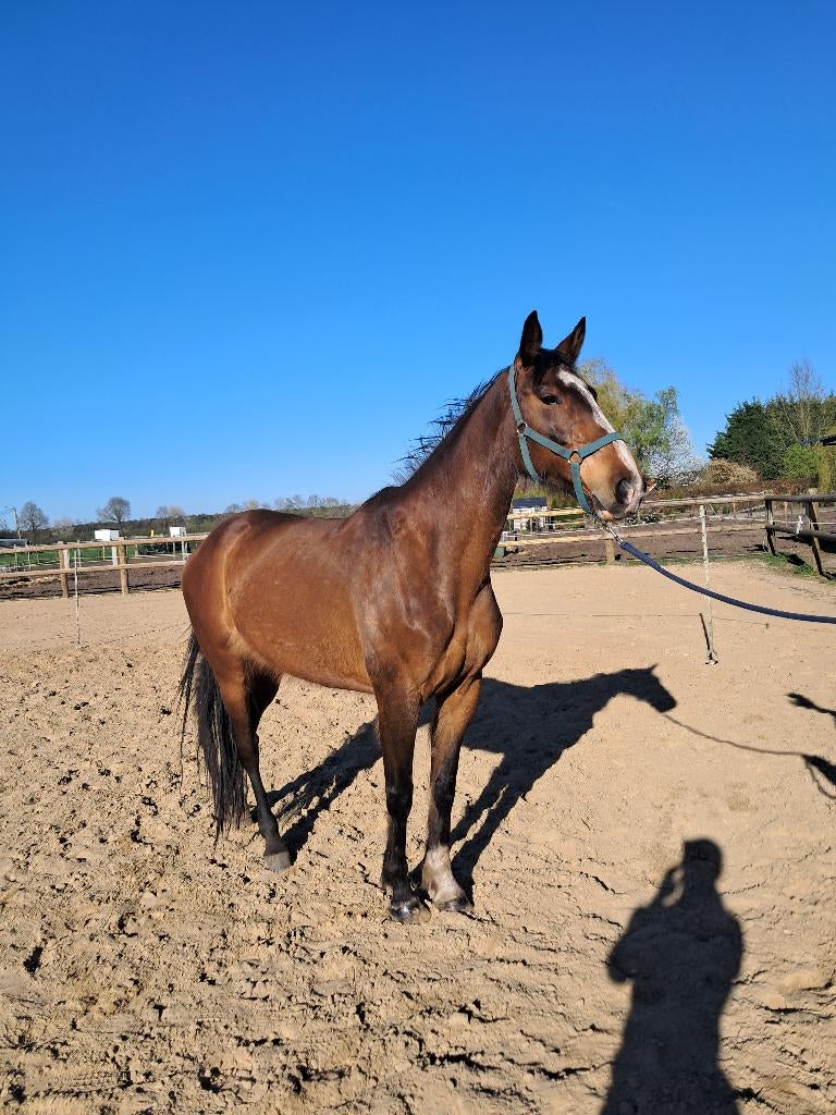 Fokmerrie Hernandez TN x Voltaire, springpaard, Merrie, Springpaard, Met stamboom, 170 tot 175 cm
