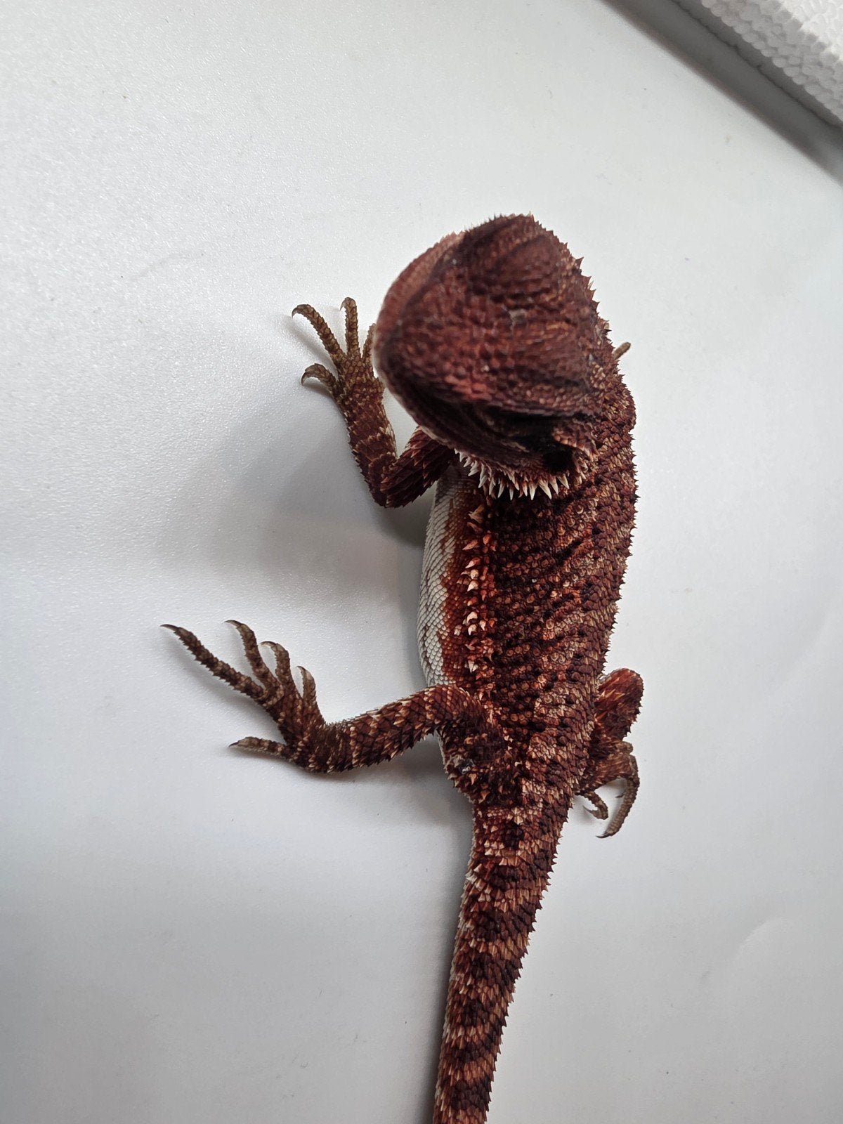 Baardagaam dark red monster het hypo, Dieren en Toebehoren