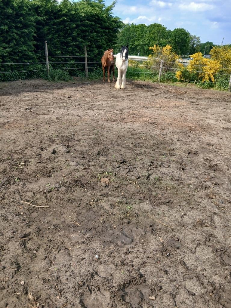 C en d pony, Ruin