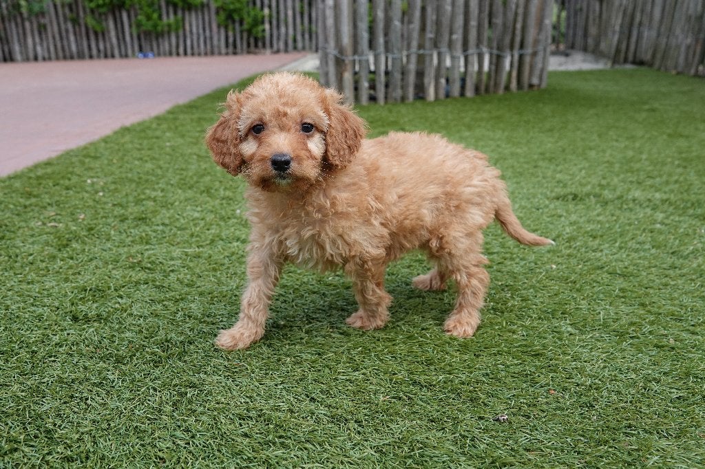 Prachtige Cavapoo pups (abrikoos/rode en abrikoos), Parvo, België, Overige rassen, 8 tot 15 weken