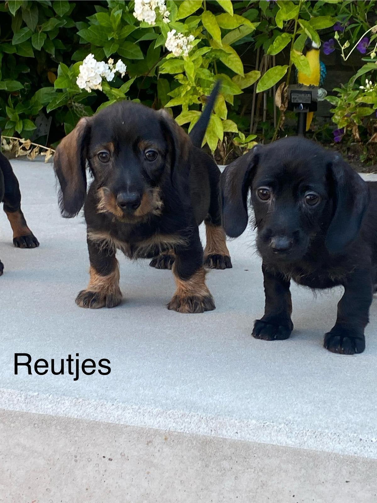 Chiots teckel nains à poil court, Animaux & Accessoires, Poils courts, Plusieurs, Nain, Hépatite contagieuse (maladie de Rubarth)