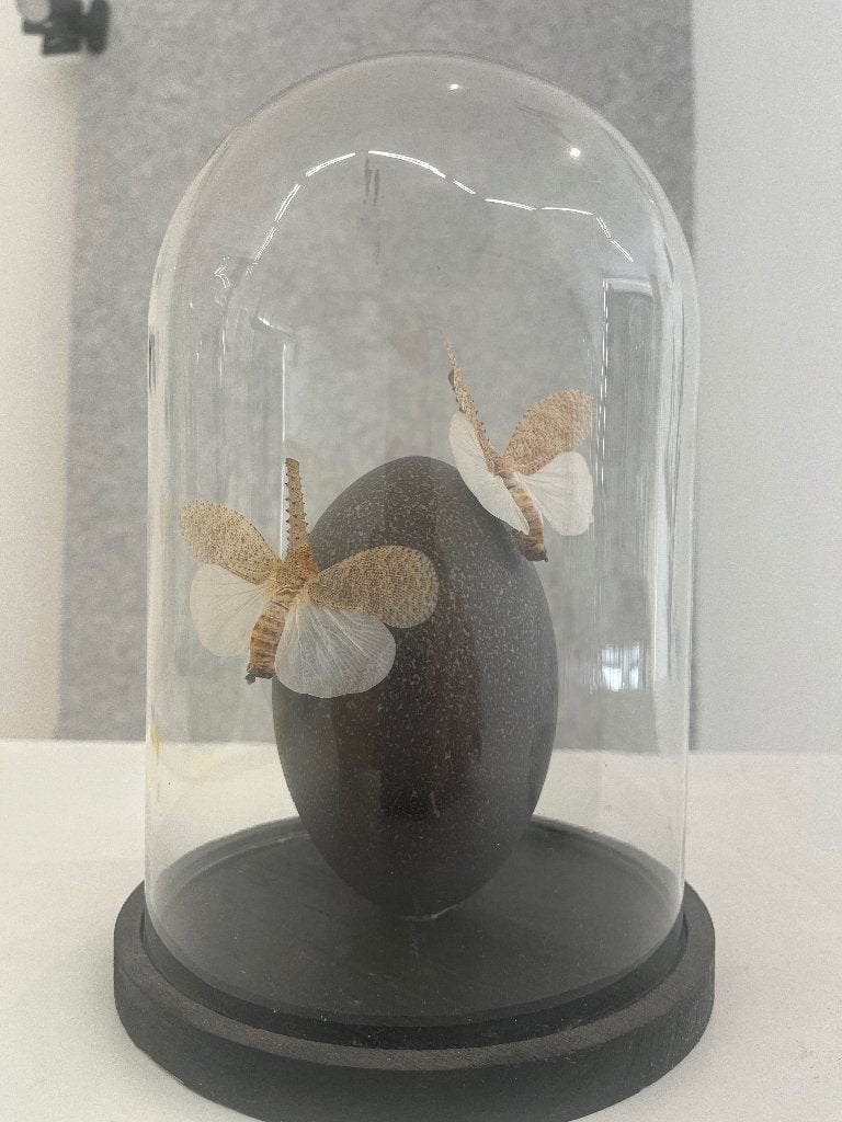 Taxidermie Zanna Nobilis - lantaarndrager, Sprinkhaan of Krekel