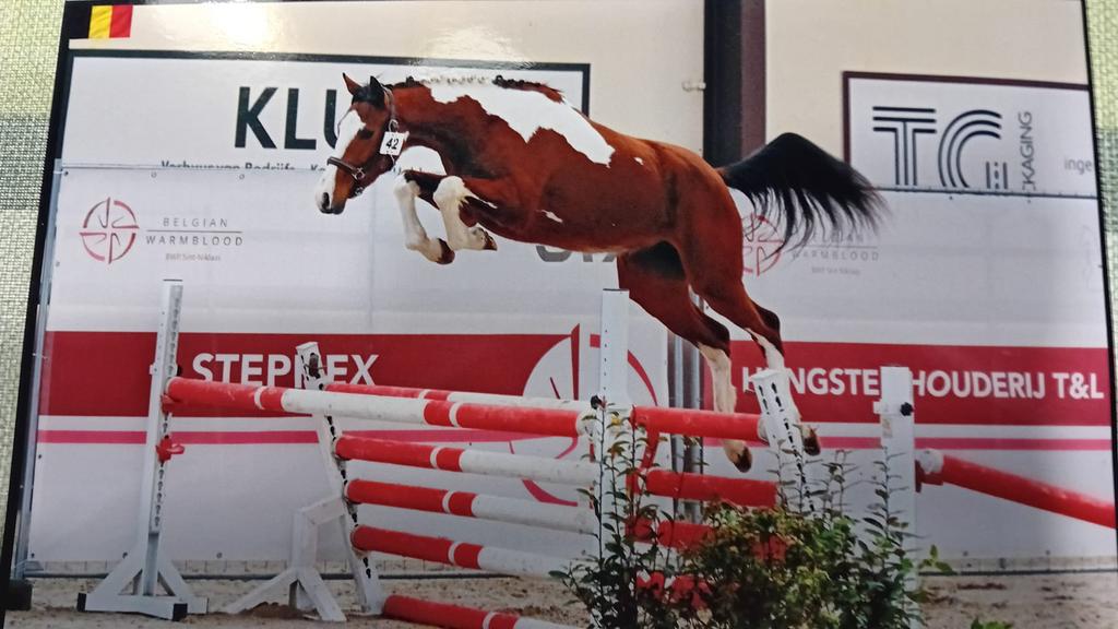 Spring paard, Dieren en Toebehoren, Merrie, Springpaard, Minder dan 160 cm, Met stamboom