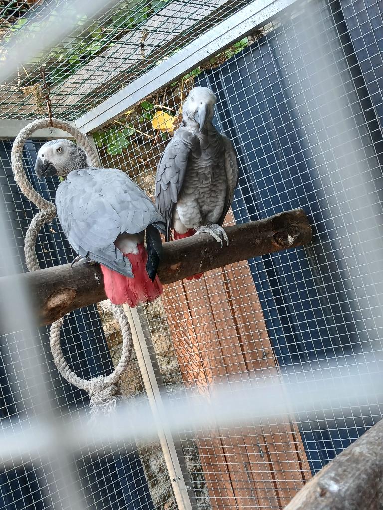 Couple gris du gabon, Plusieurs animaux, Perroquet, Parleur
