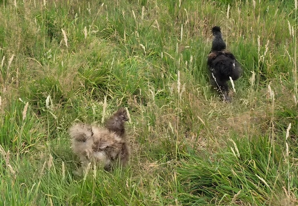 Zijdehoenders, Meerdere dieren, Kip